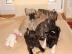 s��er Franz�sische Bulldoggen mit Papie