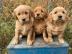 Reinrassige Golden Retriever-Welpen What