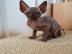 Sphynx    Kk?tzchen   verf?gbar