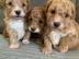 Maltipoo Welpen auf der Suche nach einem