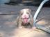 American Staffordshire Terrier