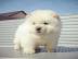 reinrassige Chow Chow Welpen
