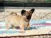 Zuckers��e Chihuahuawelpen - abgabeberei