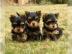 Sch�ne Yorkie-Welpen