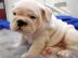Reinrassige Englische Bulldoggen qualit