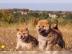 Shiba Inu Welpen