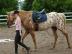 Superliebe Appaloosa Stute mit Papieren