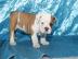 s??en Englische Bulldogge Welpen WhatsAp