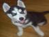 Sch�n und reinrassigen Siberian Husky We
