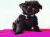 m�nnlicher und weiblicher Affenpinscher