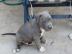 American staffordshire terrier welpe blu