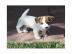 Jack-Russell Welpen