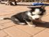 Siberian Husky Welpen