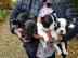 Franz?sische Bulldoggen Welpen