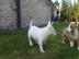 Kr�ftige  Miniatur Bullterrier