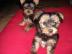 Yorkshire Terrier Welpen Black and Tan