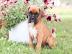 Wundersch?ne Boxer Welpen