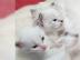 Sie sind da, s��e wundersch�ne Ragdoll-K