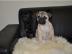 Mops Welpen in schwarz und beige