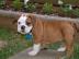 ordentlich Englisch Bulldogge Welpen