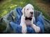 Dogo Argentino welpen mit FCI Papiere