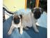 MOPS Welpen in schwarz und beige