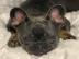 Wundersch?ne franz?sische Bulldogge Welp