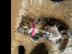 Maine Coon K?tzchen
