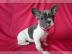 12 Wochen altes stubenreines M�dchen, Fr