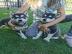 Sch?ne SIBERIAN HUSKY welpen