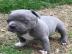 Spezielle kleine Pitbull Welpen