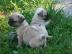 Mops Welpen beige und schwarz mit Papier