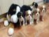 Gesunde Cavalier King Charles Welpen. 