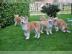 Pr�chtige Akita Inu Welpen in rot abzuge
