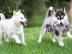 Wundersch�ne husky welpen
