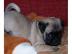 Agile Mops Welpen mit Nase Sportmops Re