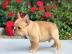 Top-Qualit�t Franz�sisch Bulldogge Welpe
