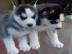 Husky-Welpen