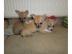 Super s��e mini chihuahua welpen mit pa