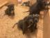 American Staffordshire Bullterrier Babys