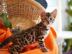 Baby K?tzchen zur freien Adoption
