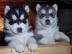 wundersch�ne Siberian Husky Welpen zu ve
