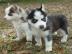 **Neu** Siberian Husky Welpen***