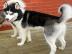 Adorable Blue Eyed Siberian Husky Welpen