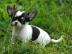 Sch�nes Bild, gesunde Chihuahua  Welpen