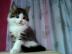 sehr sch�ne   maine coon!