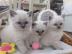 Registrierte Rag Dolls Kitten Zum Versch