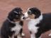 Australian Shepherd Welpen mit ASCA- Pap
