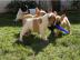 Franz�sische Bulldoggen Welpen 10 Wochen