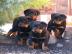 Deutsche Rottweiler Welpen